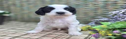 Cockapoo dogs for sale: Cottontail - Ad 8