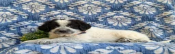 Mixed Breed dogs for sale: Moore - Ad 5
