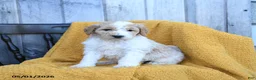 Goldendoodle dogs for sale: Gouda - Ad 3