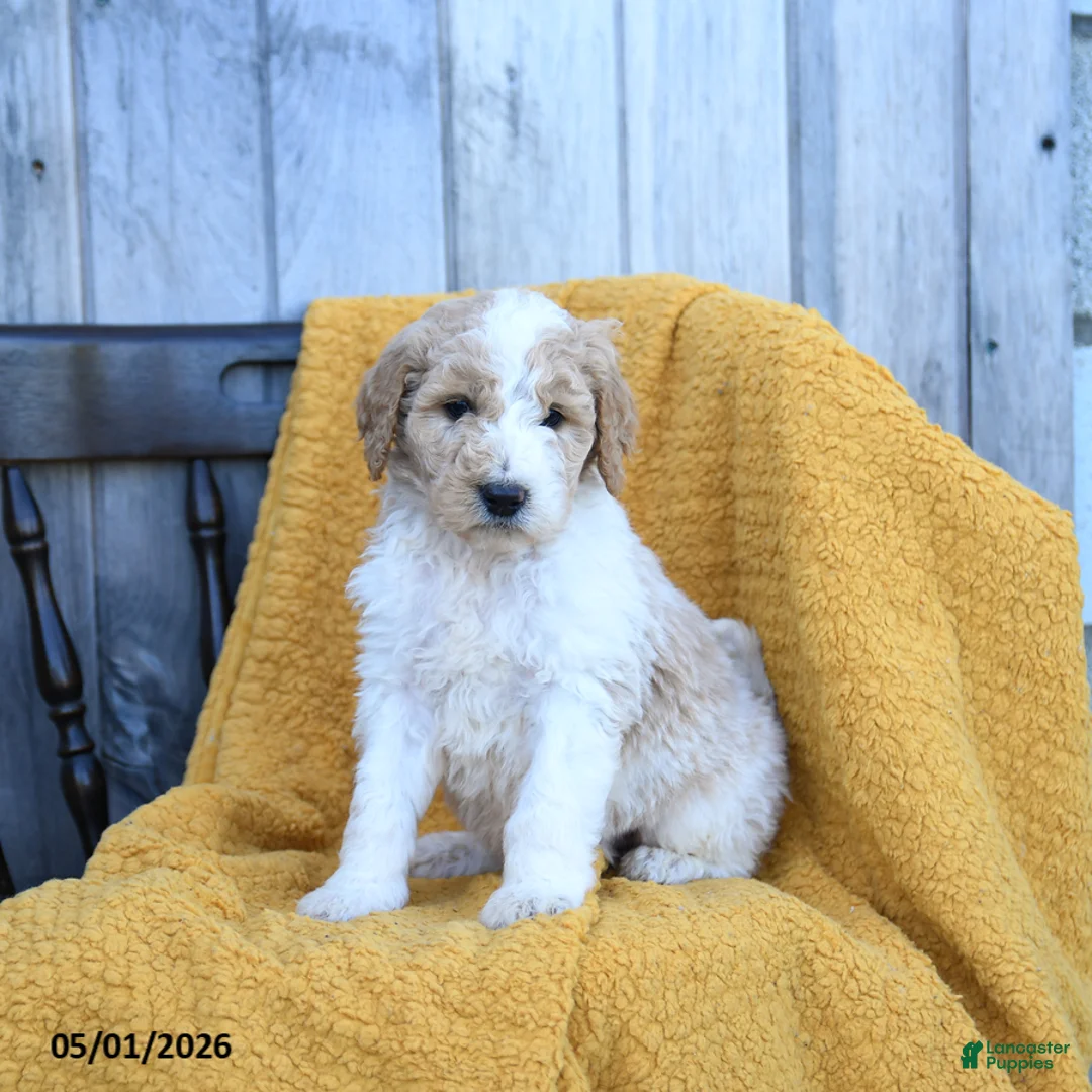 Goldendoodle dogs for sale: Gouda - Ad 3