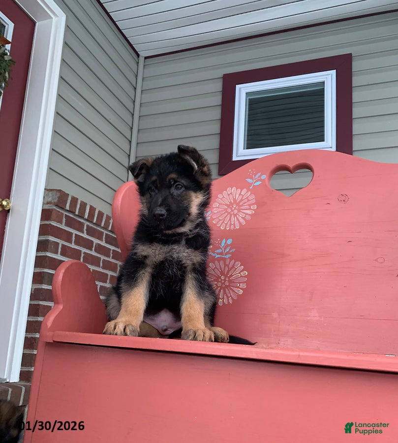 German Shepherd dogs Buddy - Ad 41