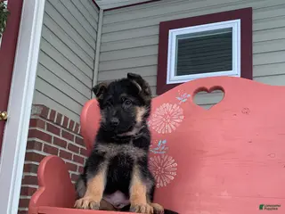 German Shepherd dogs Buddy - Ad 41