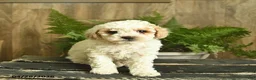 Miniature Poodle dogs for sale: Ninja  - Ad 2