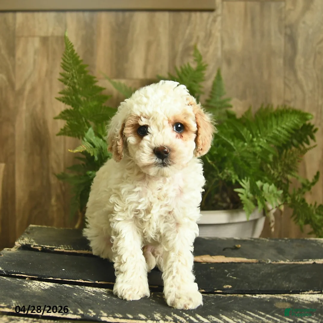Miniature Poodle dogs for sale: Ninja  - Ad 2