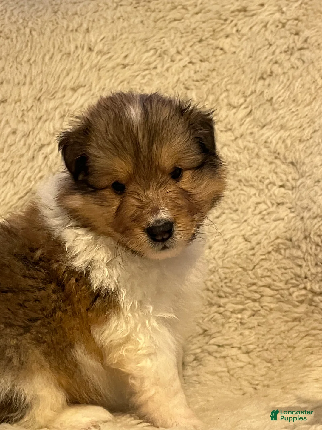 Shetland Sheepdog dogs for sale: Shetland Sheepdog Puppy 3 - Ad 3