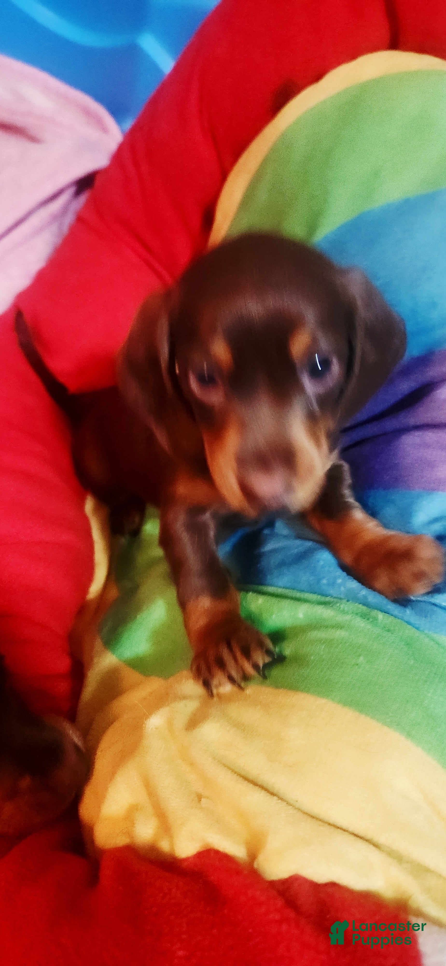 Dachshund dogs for sale: Dachshund Puppy Brownie - Ad 2