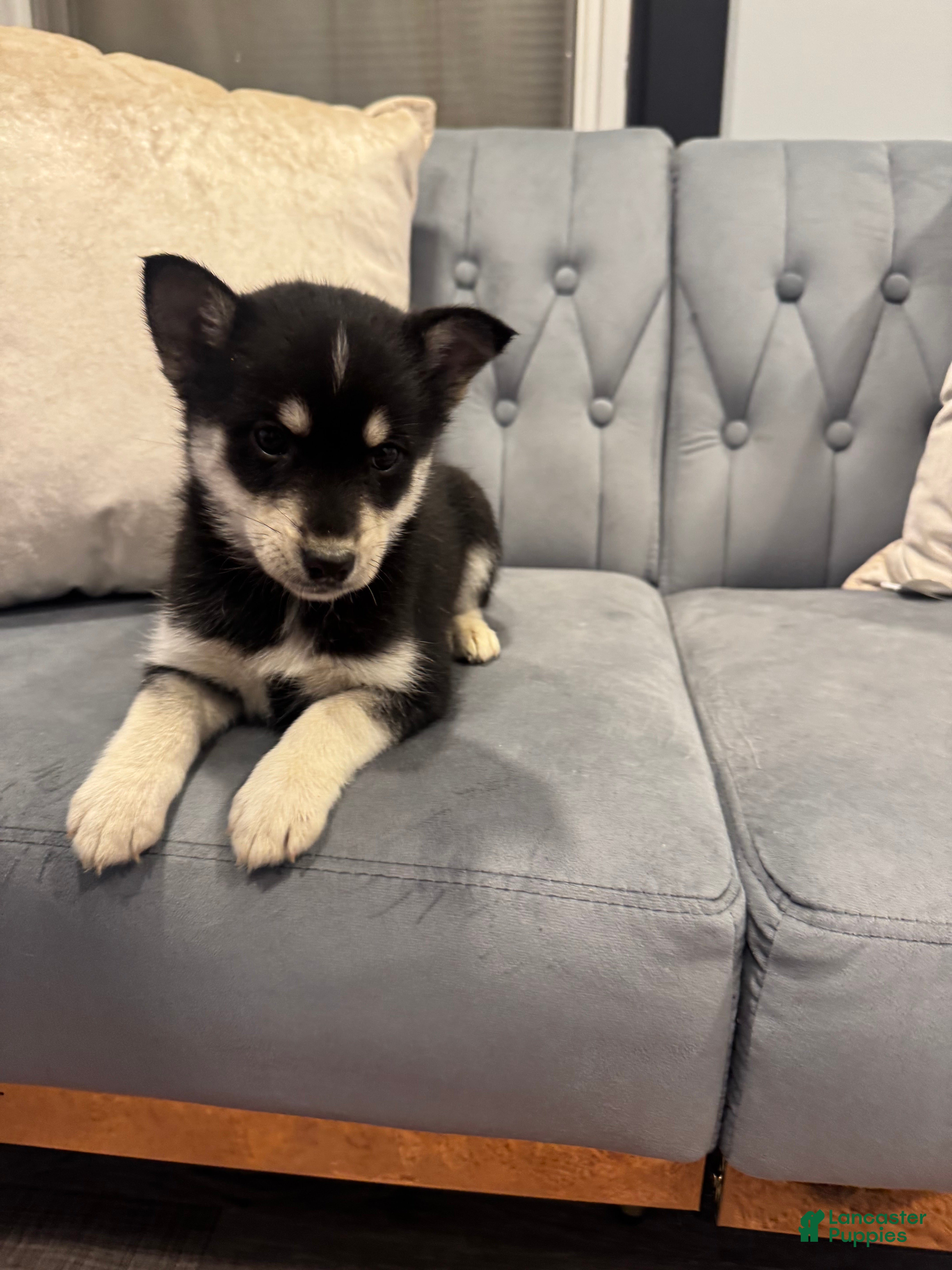 Pomsky dogs Athena - Ad 21