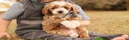 Mini Goldendoodle dogs for sale: Hunter - Ad 5