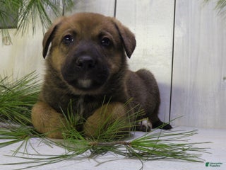 German Shepherd dogs - Ad 20