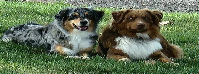 Mel Blue Merle Female and Reese Red Tri Male