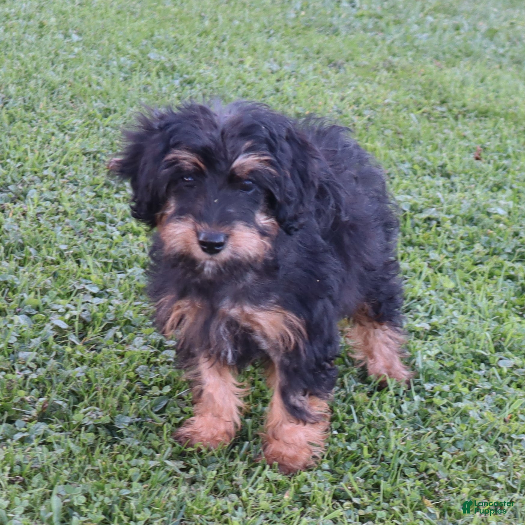 Mini Goldendoodle dogs Chase - Ad 1