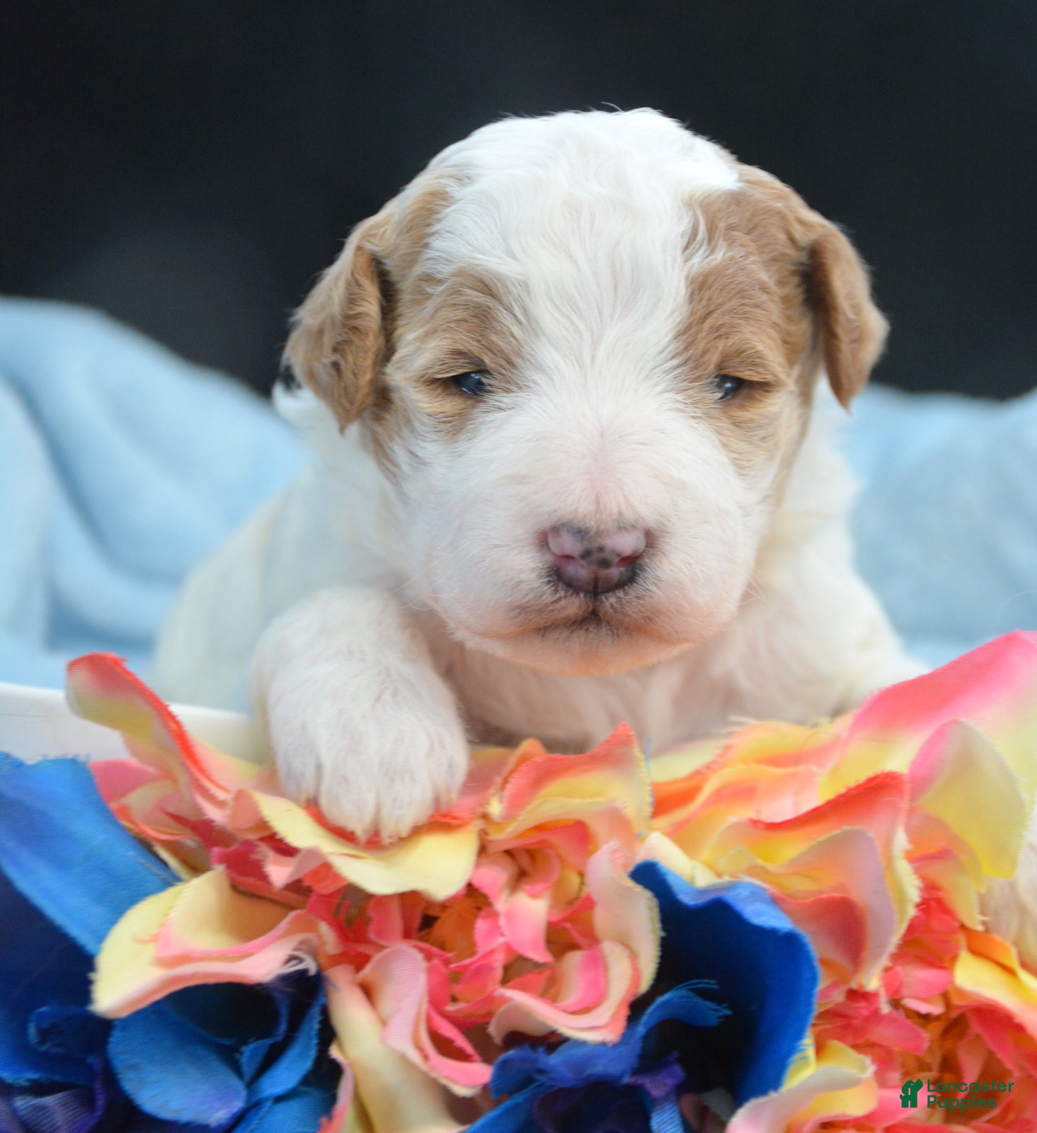 Mini Goldendoodle dogs Micro Goldendoodle Puppy 5 Debbie - Ad 25