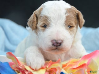 Mini Goldendoodle dogs Micro Goldendoodle Puppy 5 Debbie - Ad 25