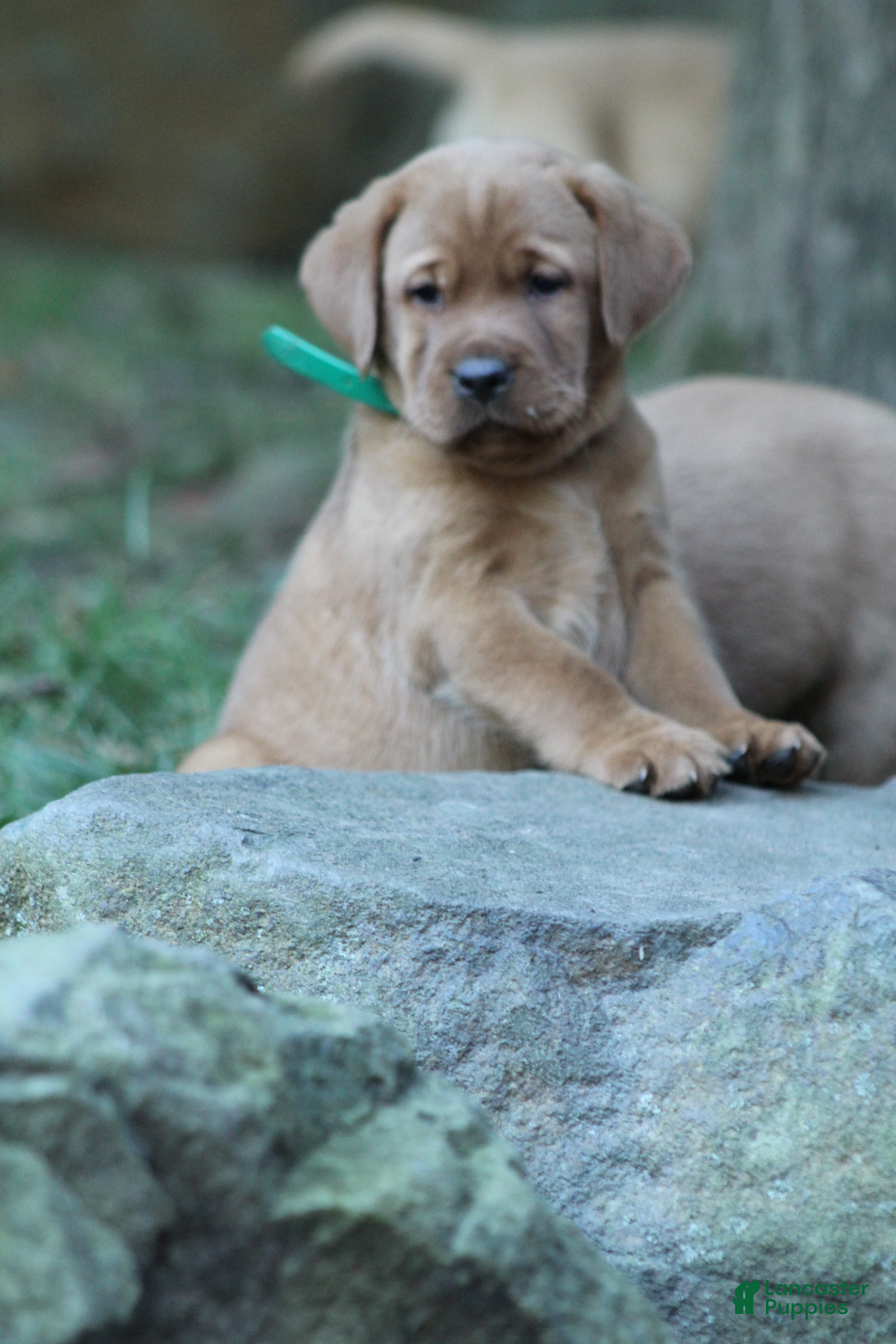Labrador Retriever dogs Duke - Ad 2