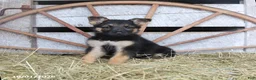 German Shepherd dogs for sale: Daphne - Ad 1