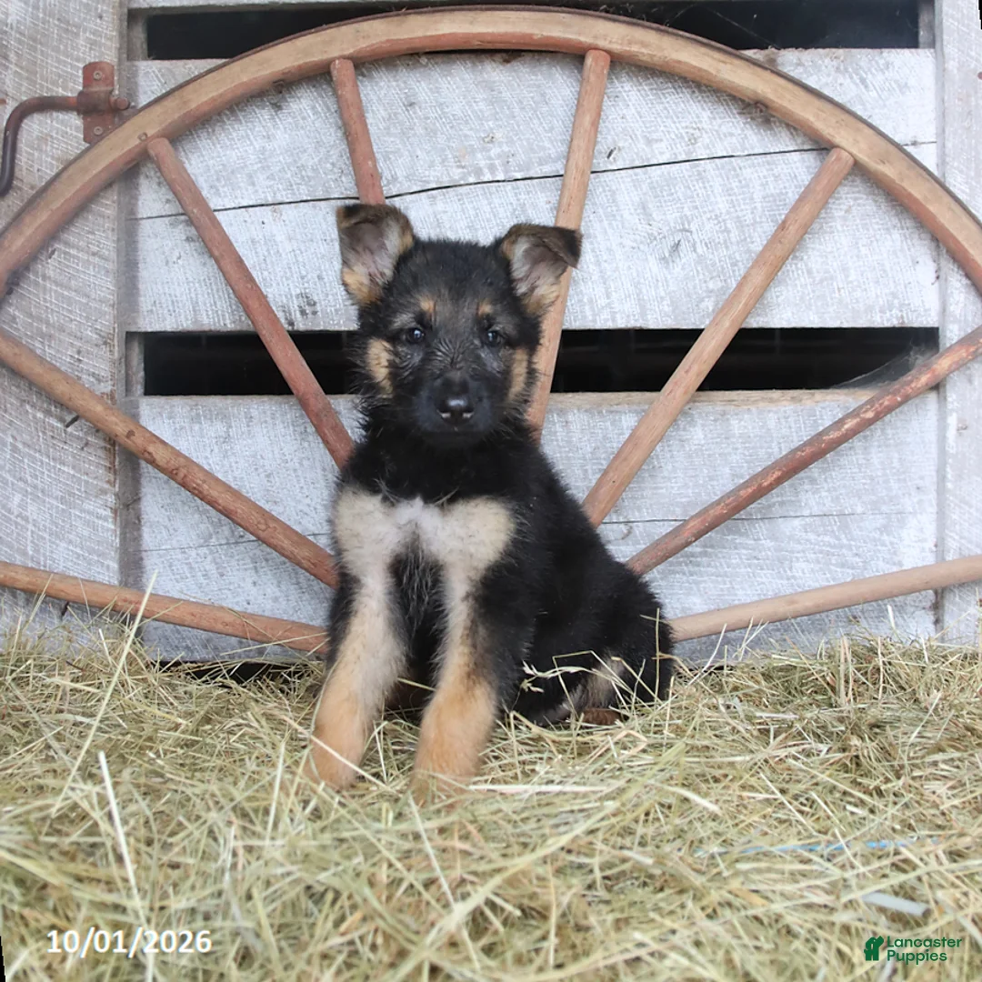 German Shepherd dogs for sale: Daphne - Ad 1