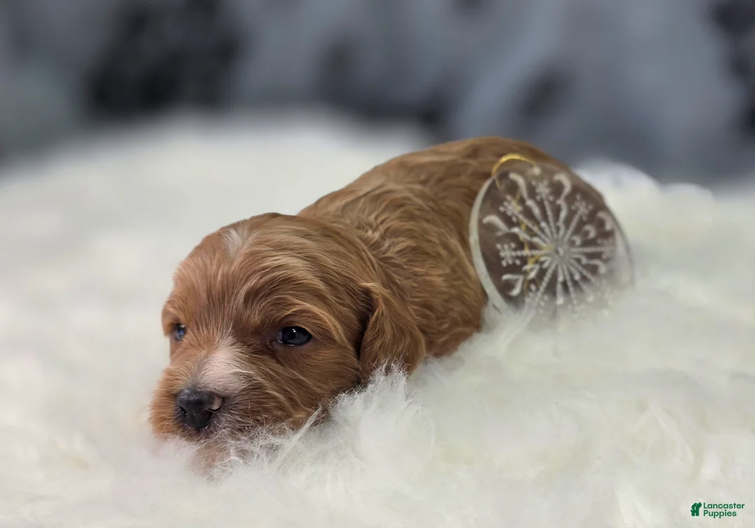 Cavapoo dogs for sale: Flurry - Ad 3