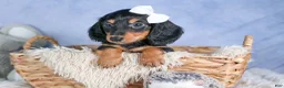Miniature Dachshund dogs for sale: 🐾 MEET VIKING 🐶❤️ - Ad 19