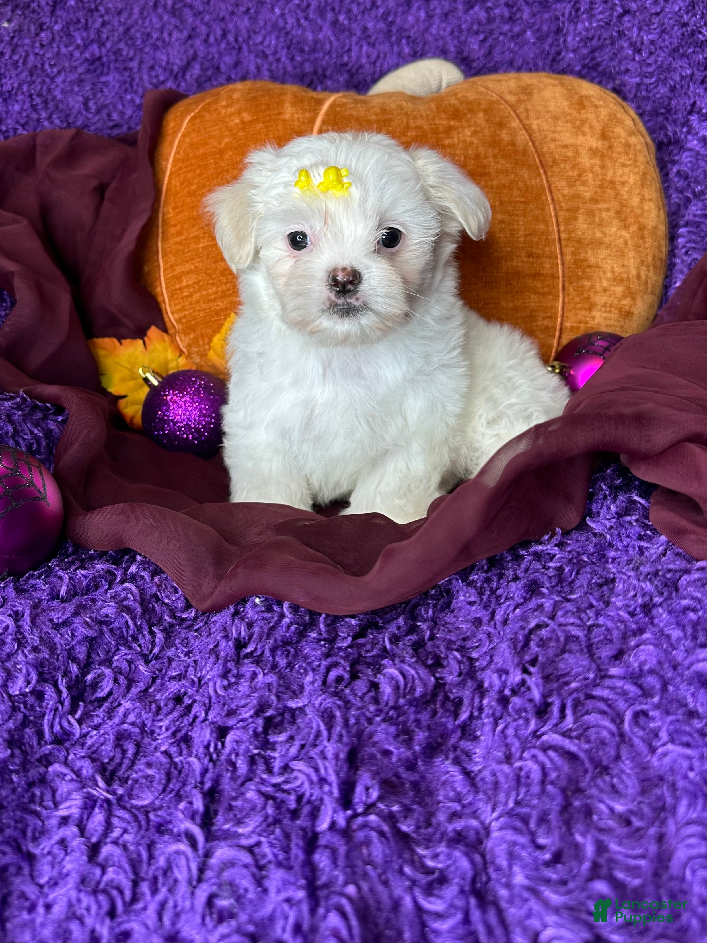 Maltese dogs Holly - Ad 36