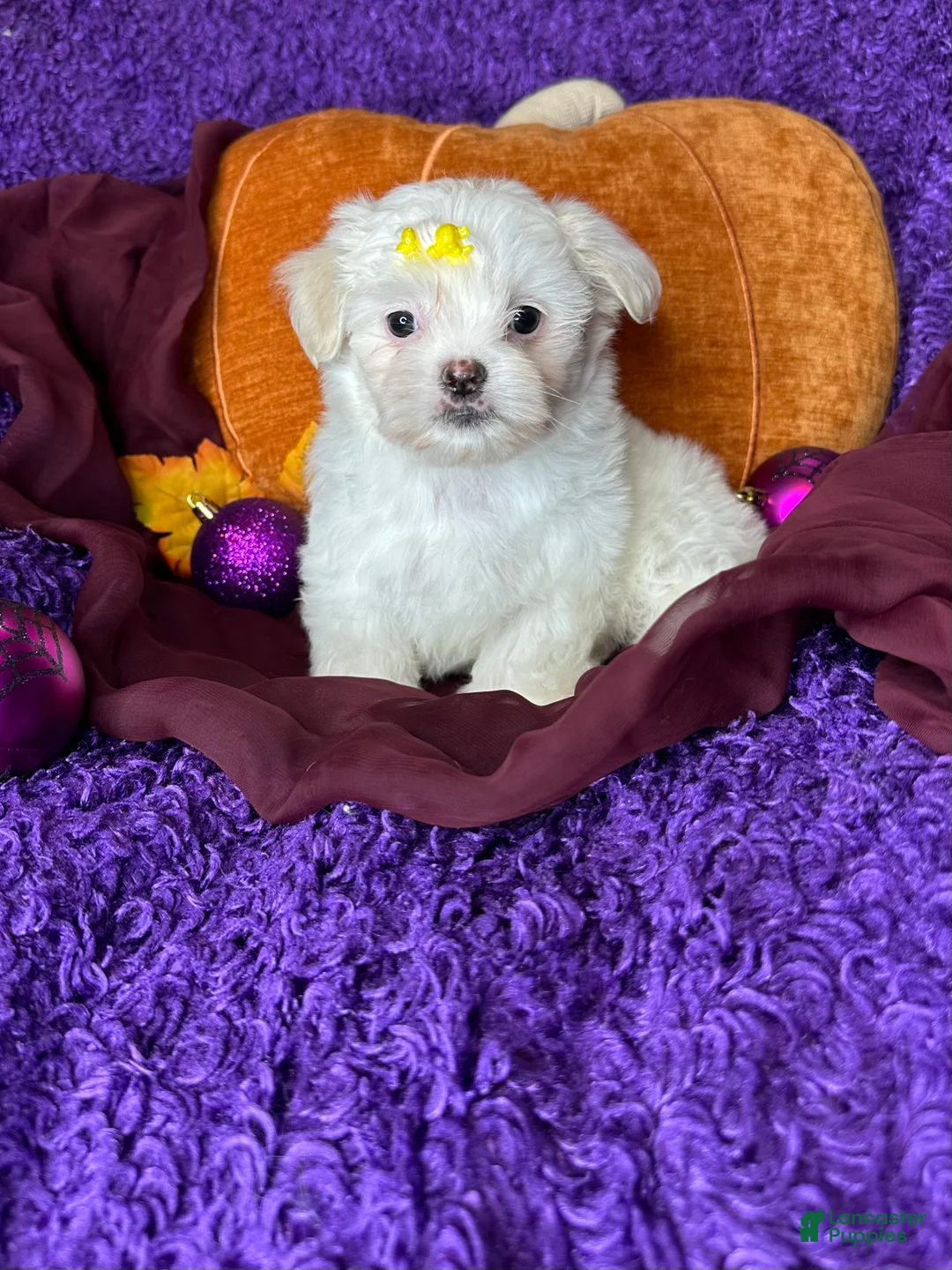 Maltese dogs for sale: Holly - Ad 1