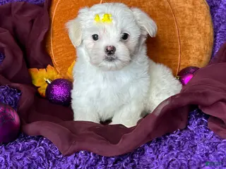 Maltese dogs Holly - Ad 1