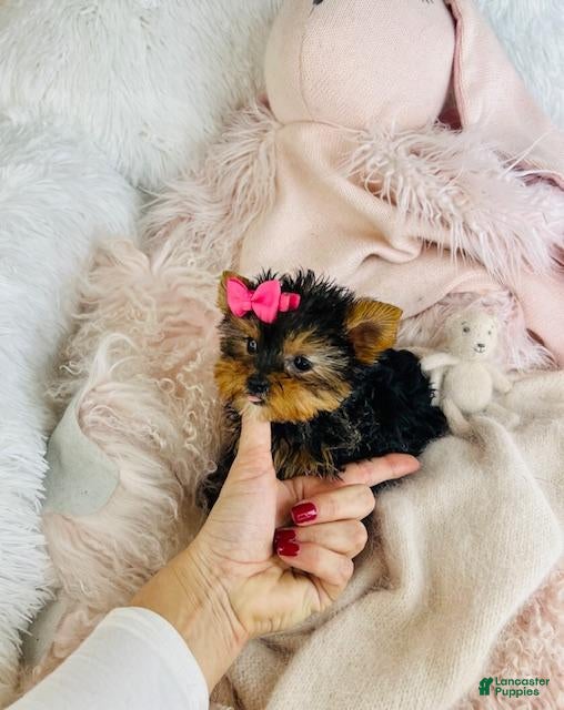 Yorkshire Terrier dogs Teacup Yorkshire Terrier 1 - Ad 1