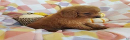 Mixed Breed dogs for sale: Stacy  - Ad 3