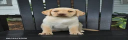 Labrador Retriever dogs for sale: Sunshine - Ad 5