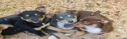 Australian Kelpie dogs for sale: Australian Kelpie 1/4 Mcnab Border Collie - Ad 12
