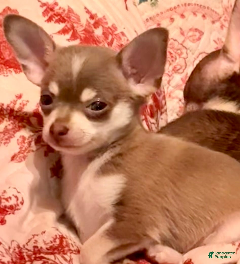 Chihuahua dogs Firdie - Ad 1