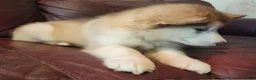 Alaskan Malamute dogs for sale: Alaskan Malamute 1 - Ad 3