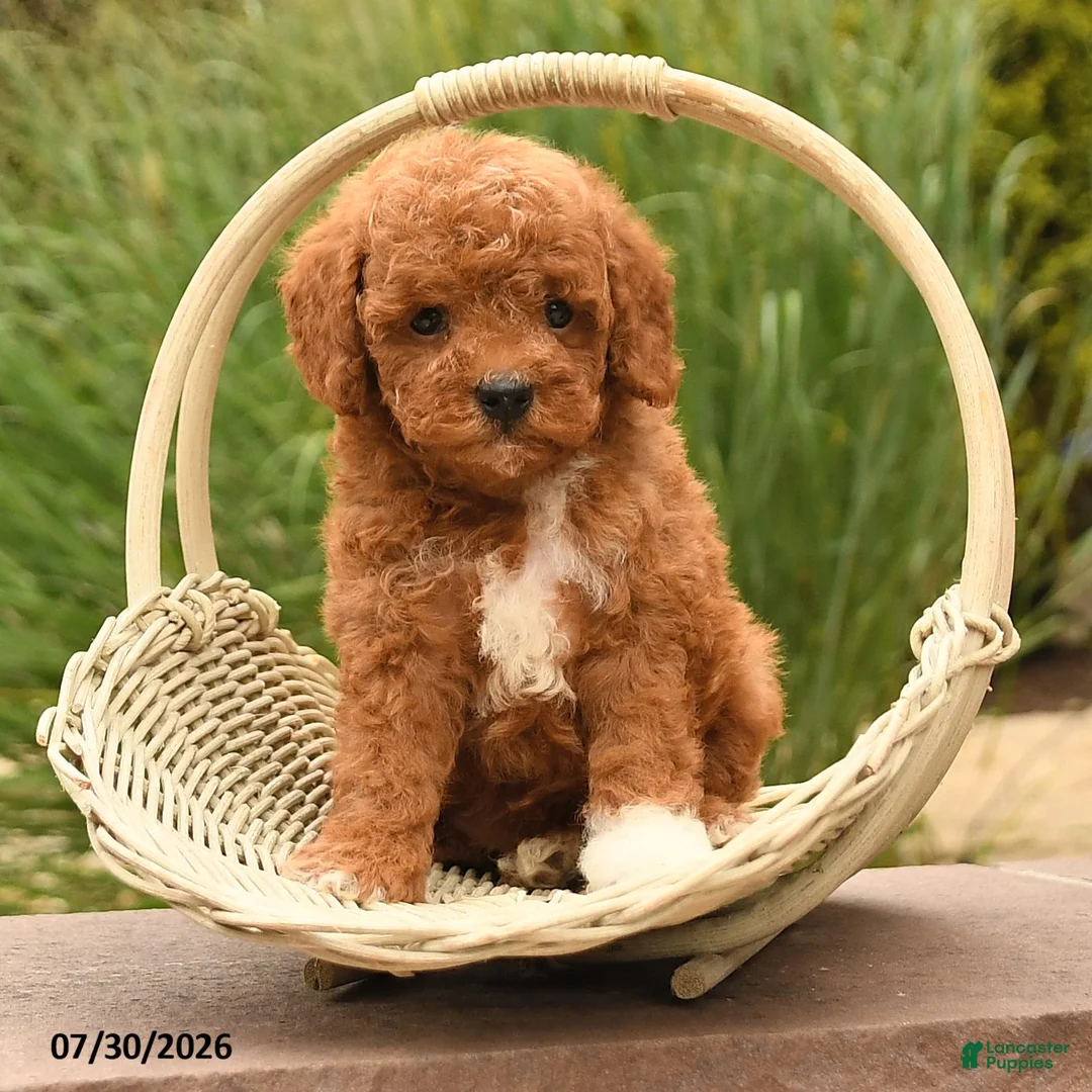 Toy Poodle dogs for sale: Marshal - Ad 2