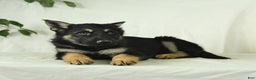 Gerberian Shepsky dogs for sale: Max - Ad 5