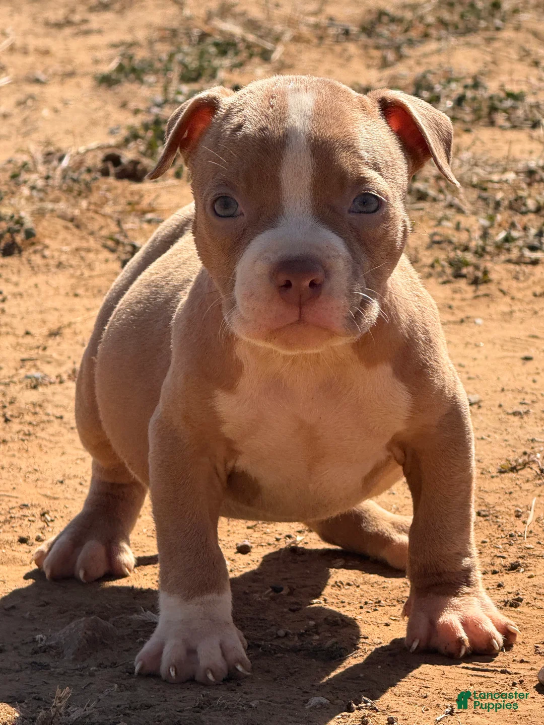 American Bully dogs for sale: American Bully Puppy 1 - Ad 3