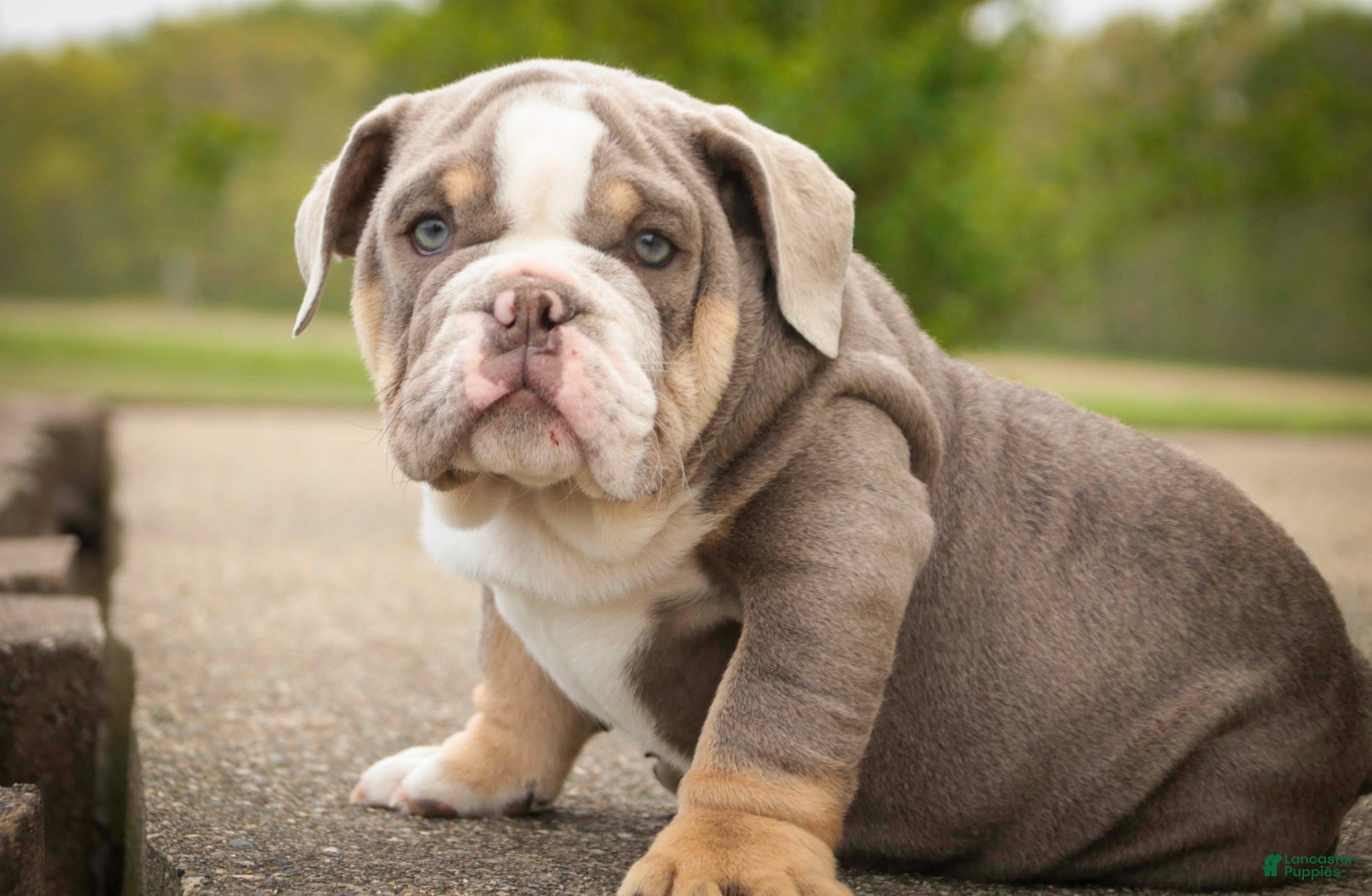 English Bulldog dogs Nasher English Bulldog Puppy  - Ad 1
