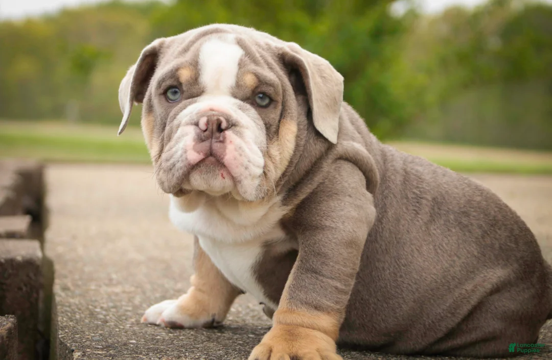 English Bulldog dogs for sale: Nasher English Bulldog Puppy  - Ad 1