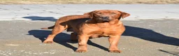Labrador Retriever dogs for sale: Rebecca - Ad 3