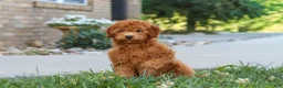 Cavapoo dogs for sale: Fletcher - Ad 3