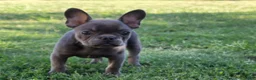 French Bulldog dogs for sale: French Bulldog 1 - Ad 6