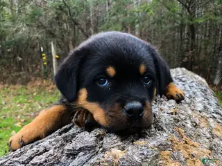 Rottweiler dogs for sale: 3rd Pick Male - Ad 2