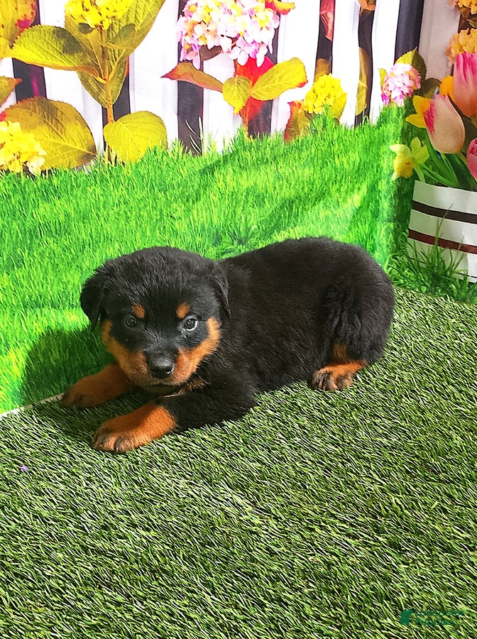 Rottweiler dogs Moose - Ad 2
