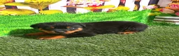 Rottweiler dogs for sale: Moose - Ad 2