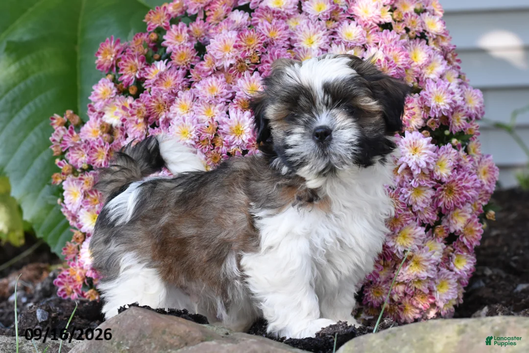 Shih Tzu dogs for sale: Blitz - Ad 1