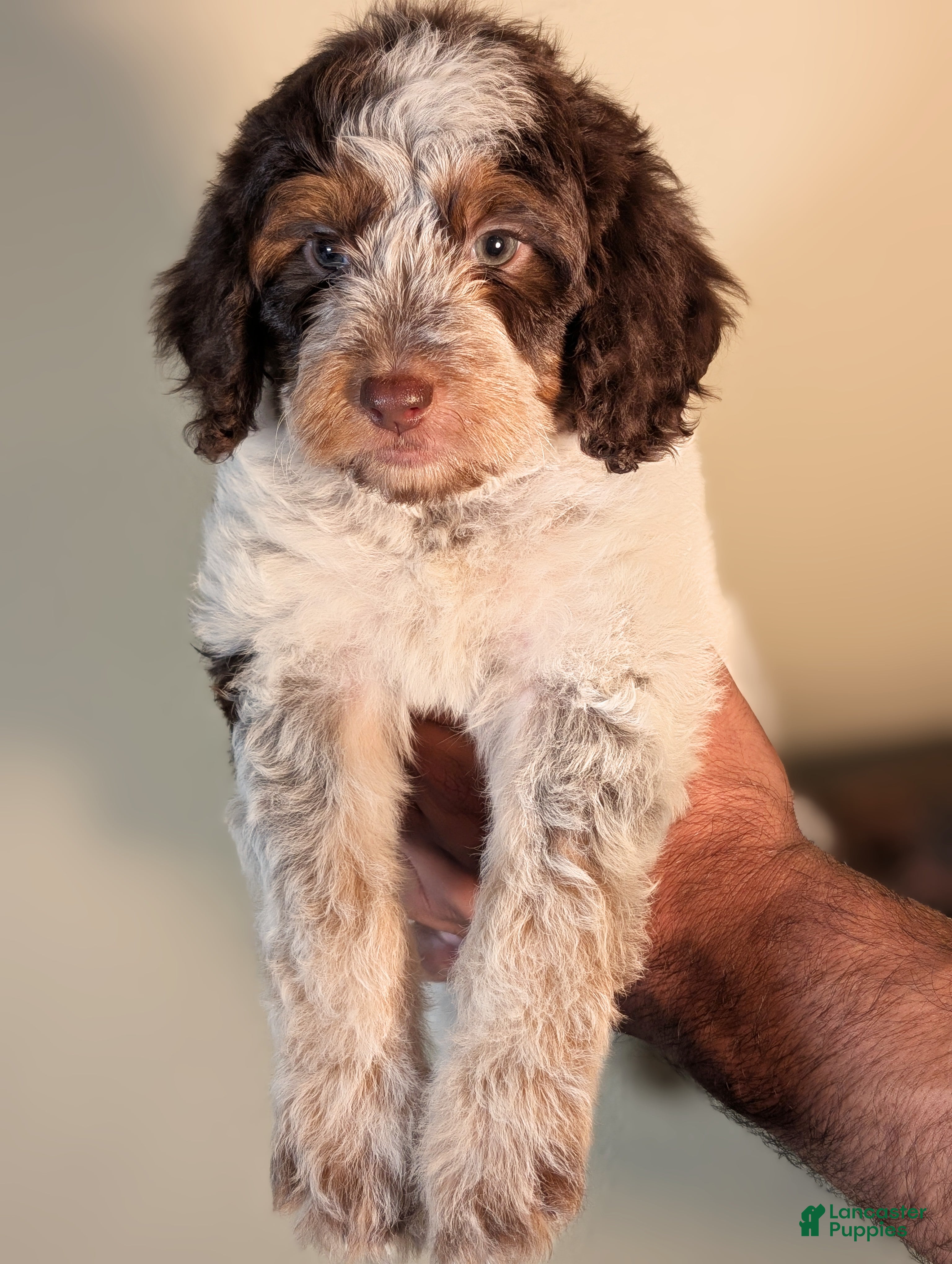 Mixed Breed dogs MOCHI - Ad 1