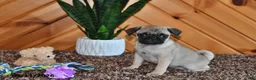 Pug dogs for sale: Izzy - Ad 3