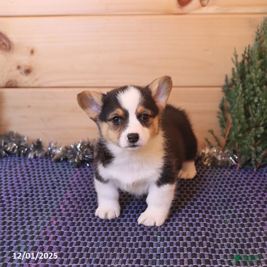 Welsh Corgi Pembroke dogs for sale: Hunter - Ad 1