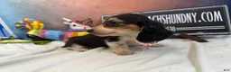 Miniature Dachshund dogs for sale: Russian/South African pies - Ad 4