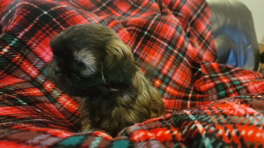 Shih Tzu dogs for sale: COOPER, Shih Tzu, Male, 10 weeks, AKC Champion Blood Line - Ad 5