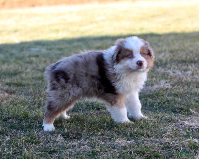 Australian Shepherd dogs Tucker - Ad 1