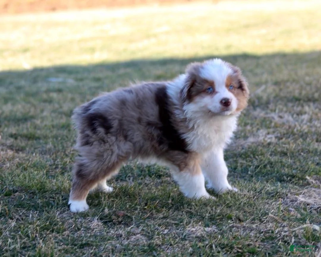Australian Shepherd dogs for sale: Tucker - Ad 1